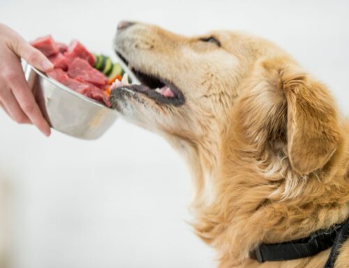 Common Misconceptions About Why Raw Food Diets Are Growing in Popularity Among Pet Owners